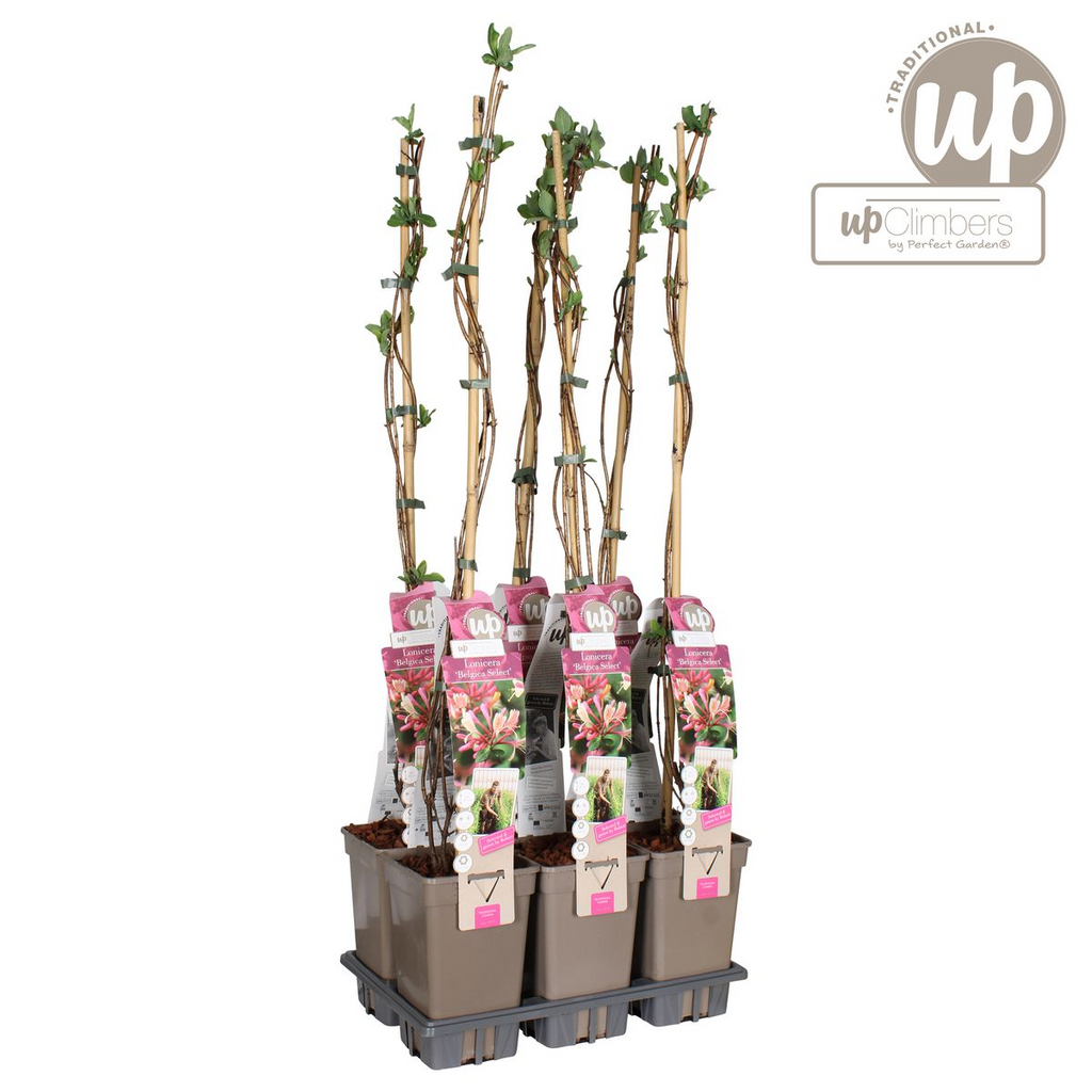 Lonicera periclymenum 'Belgica' (honeysuckle) – Ø15 cm, 65 cm high – photo 6
