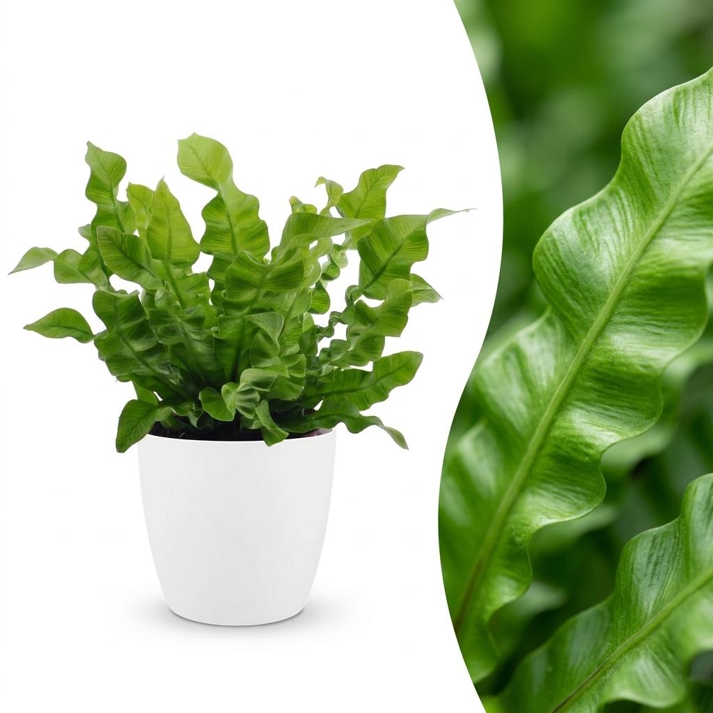 Asplenium Crispy Wave (fougère nid d'oiseau) en pot de décoration blanc – Ø12 cm, 30 cm de haut