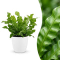 Asplenium Crispy Wave (fougère nid d'oiseau) en pot de décoration blanc – Ø12 cm, 30 cm de haut