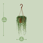 Senecio Herreianus (ærteplante) – Ø12 cm, 20 cm høj
