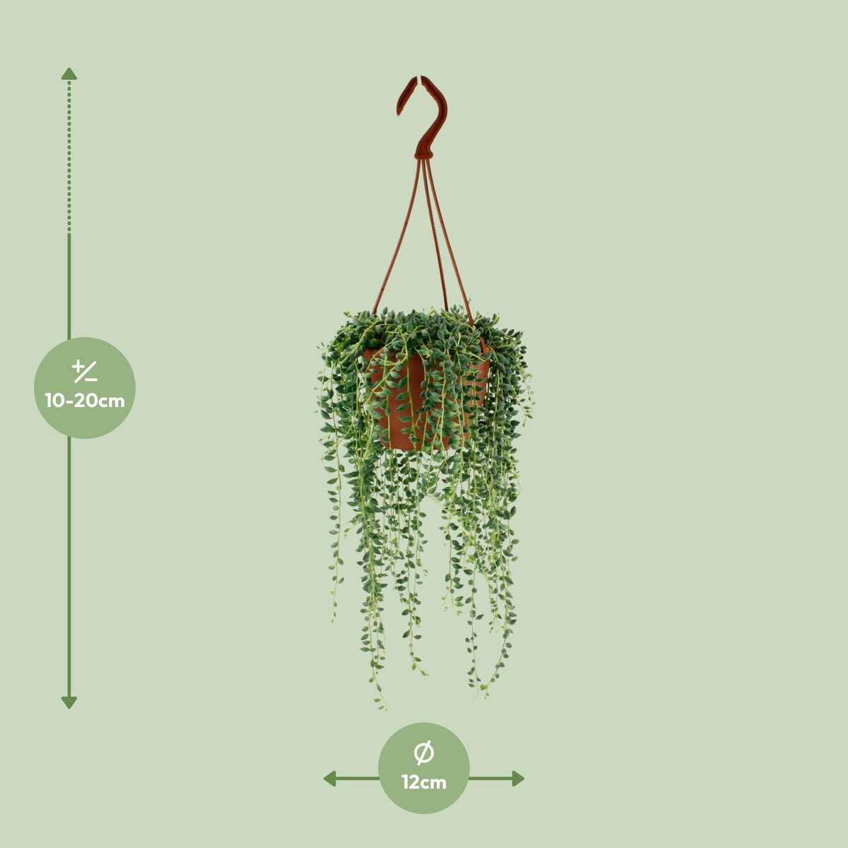 Senecio Herreianus (ærteplante) – Ø12 cm, 20 cm høj