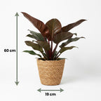Philodendron Imperial Red med kurv – Ø19 cm, 60 cm høj