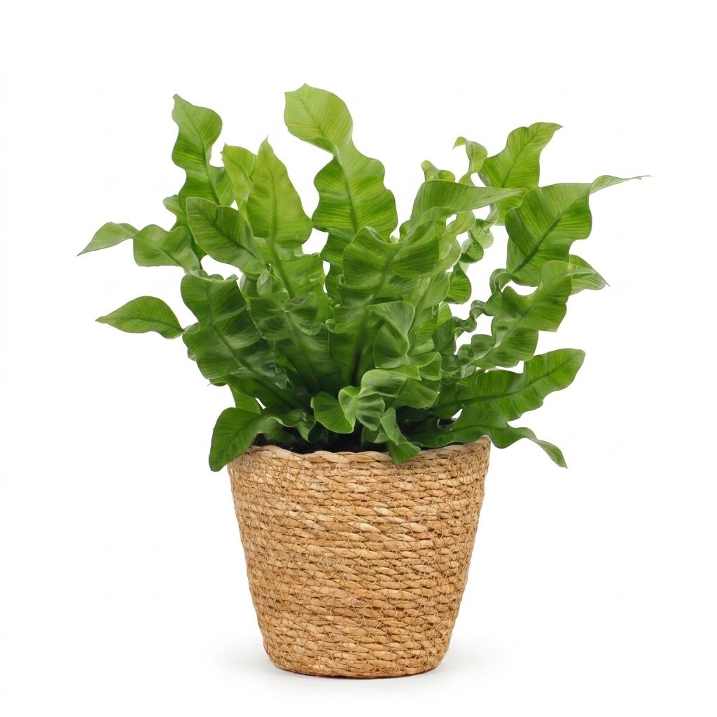 Asplenium Crispy Wave (fugleredefarn) med kurv – Ø12 cm, 30 cm høj