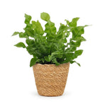 Asplenium Crispy Wave (fugleredefarn) med kurv – Ø12 cm, 30 cm høj