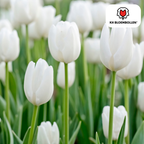 Tulp 'Catherina' – 20 bloembollen (bolmaat 11/12)
