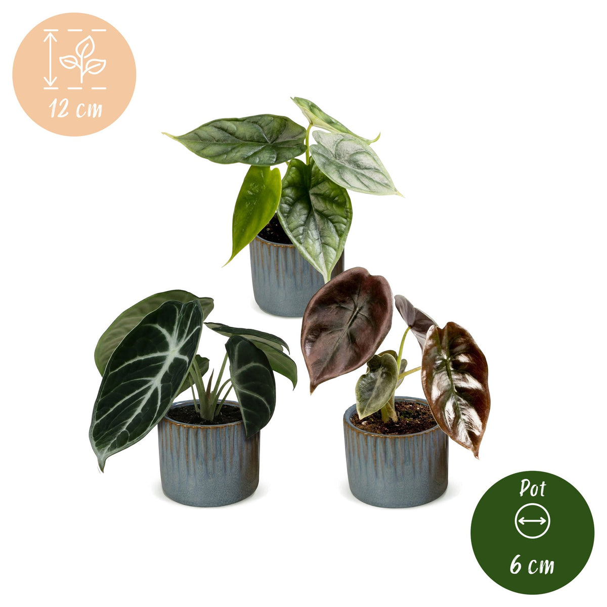 3× bébé Alocasia Tricolour (oreille d’éléphant) incl. Linnea Misty Blue – Ø6 cm, 12 cm de haut – photo 5