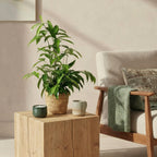2× Dracaena surculosa (drakenboom) – Ø17 cm, 60–70 cm hoog