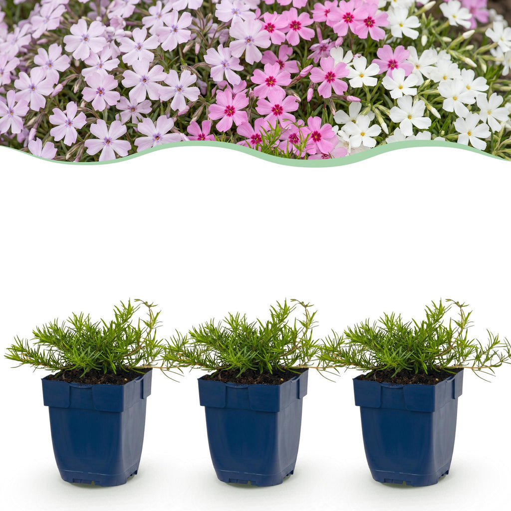 Phlox 'Tricolour' (Leberblümchen) – violett-rosa-weiß – 6 Pflanzen, Ø11 cm, 15–25 cm hoch