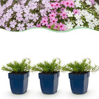 Phlox 'Tricolour' (Leberblümchen) – violett-rosa-weiß – 6 Pflanzen, Ø11 cm, 15–25 cm hoch