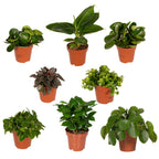 Coffret surprise de plantes d’intérieur – Ø 12 cm, 25 cm de haut – art. 5245
