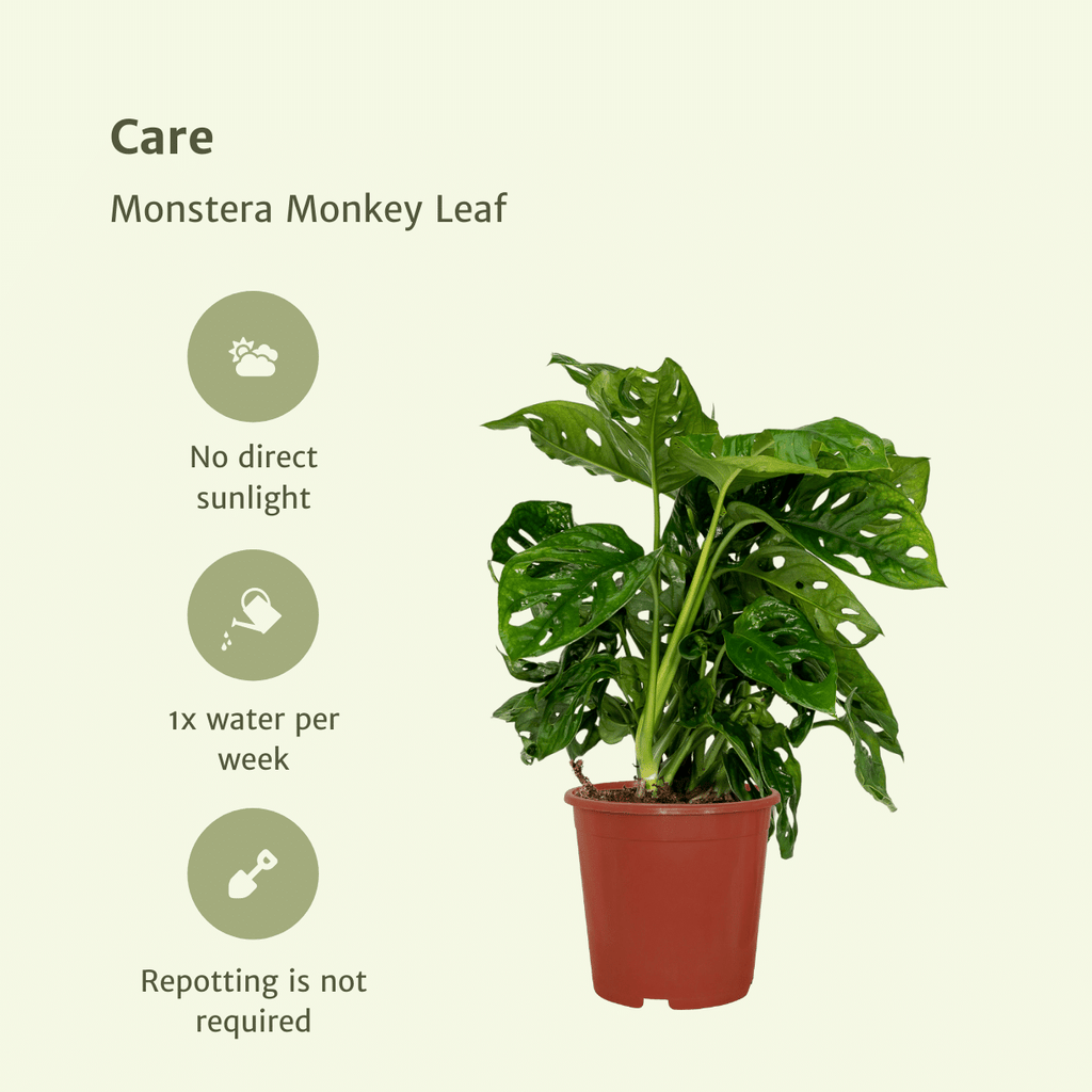 2× Monstera Monkey Leaf (plante percée) – Ø12 cm, 30 cm de haut