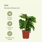 2× Monstera Monkey Leaf (plante percée) – Ø12 cm, 30 cm de haut