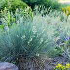 Festuca glauca 'Intense Blue' (fétuque bleue) – 4 plantes, Ø17 cm, 50 cm de haut
