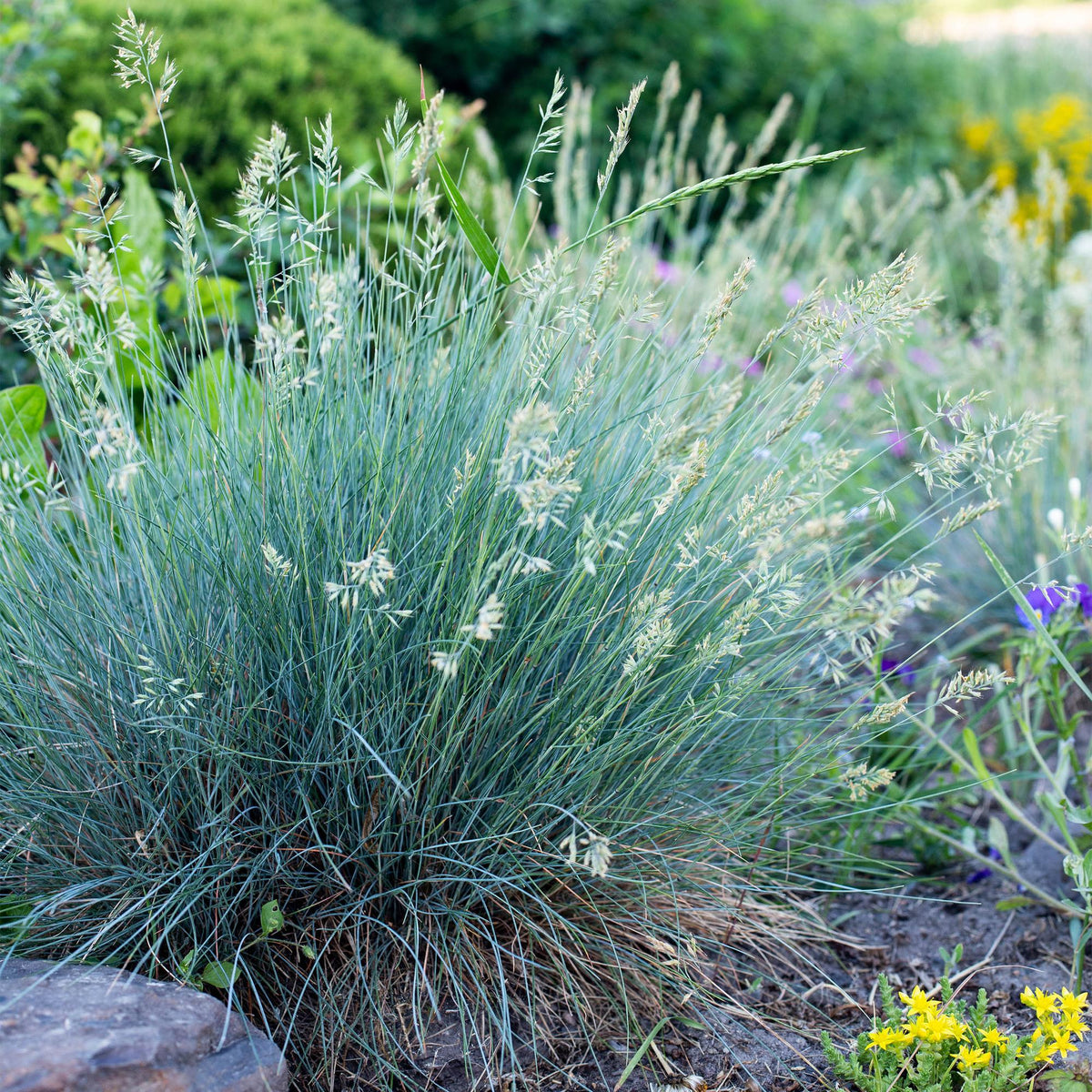 Festuca glauca 'Intense Blue' (fétuque bleue) – 4 plantes, Ø17 cm, 50 cm de haut – photo 5