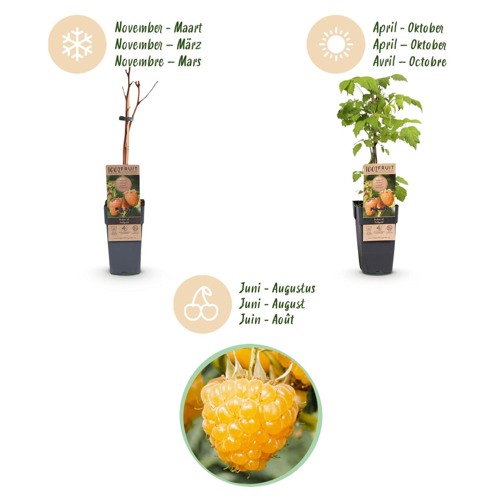 Rubus idaeus 'Fallgold' (raspberry plant) – 2 plants, Ø15 cm, 50 cm high – photo 4