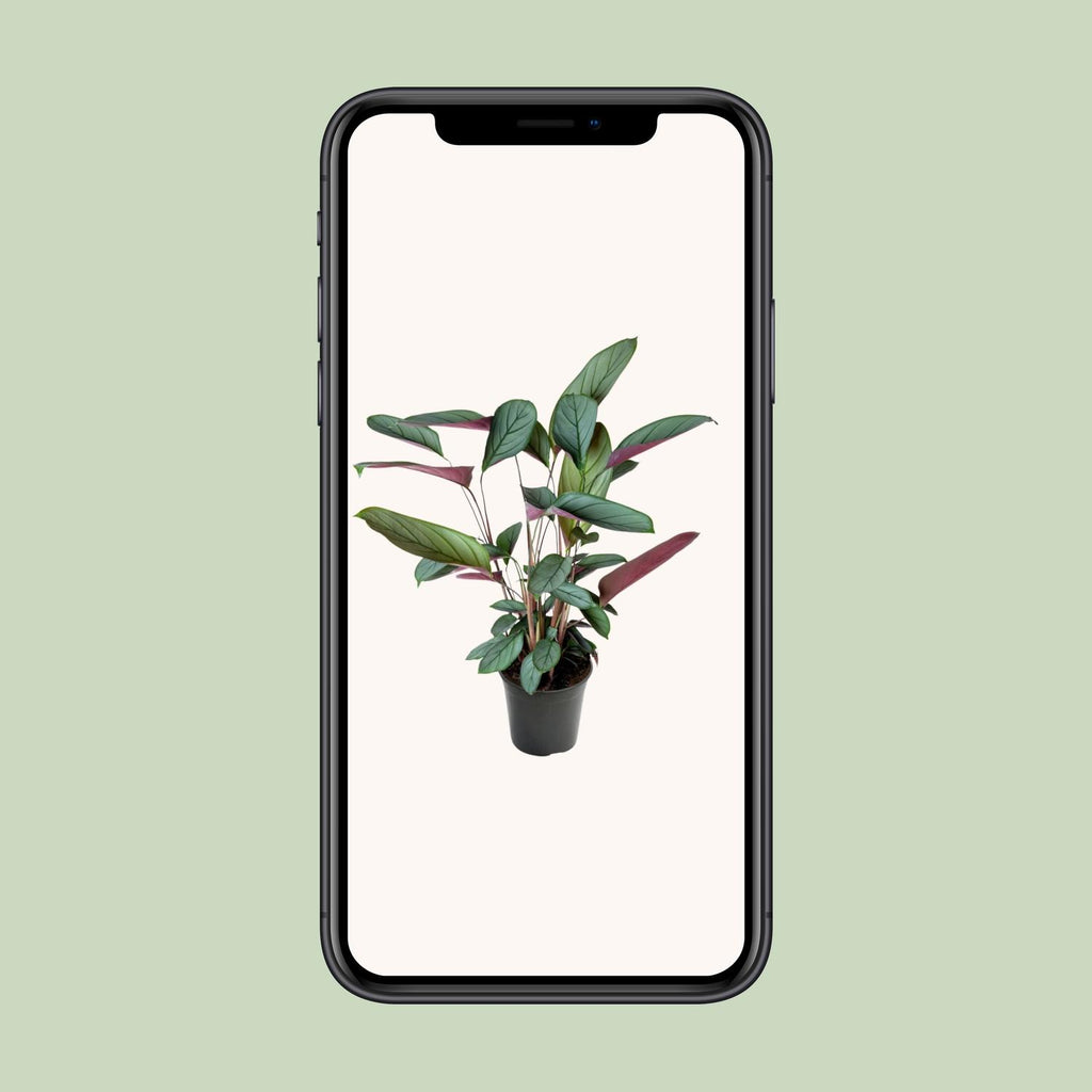 Ctenanthe Setosa (visgraatplant) – Ø17 cm, 60 cm hoog