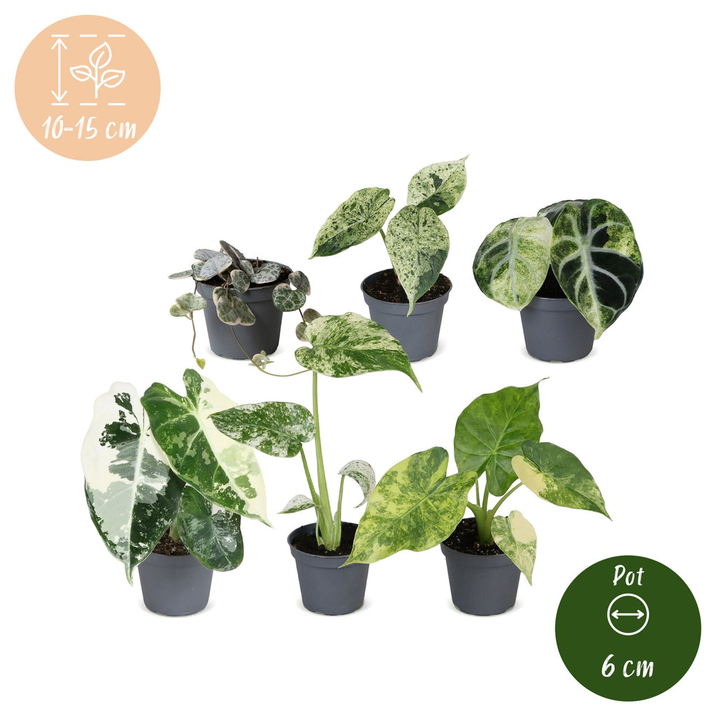 6× jeunes plantes Variegata mix – Ø6 cm, 10–15 cm de haut