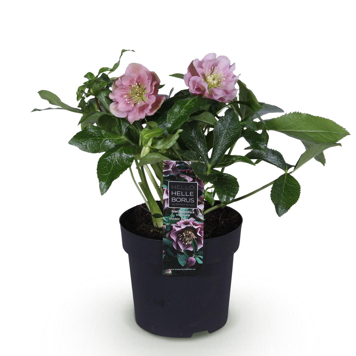 Helleborus orientalis 'Double Ellen Pink' (Christrose) – Ø 14 cm, 35 cm hoch