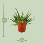 Aloe Spider – Ø10 cm, 15 cm hoog