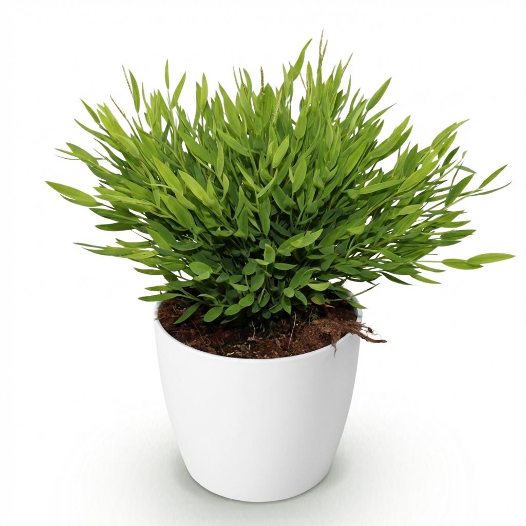 Bamusa Pogonatherum Monica (bambusgræs) i hvid Potter-pyntepotte – Ø12 cm, 20 cm høj