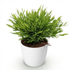 Bamusa Pogonatherum Monica (bambusgræs) i hvid Potter-pyntepotte – Ø12 cm, 20 cm høj