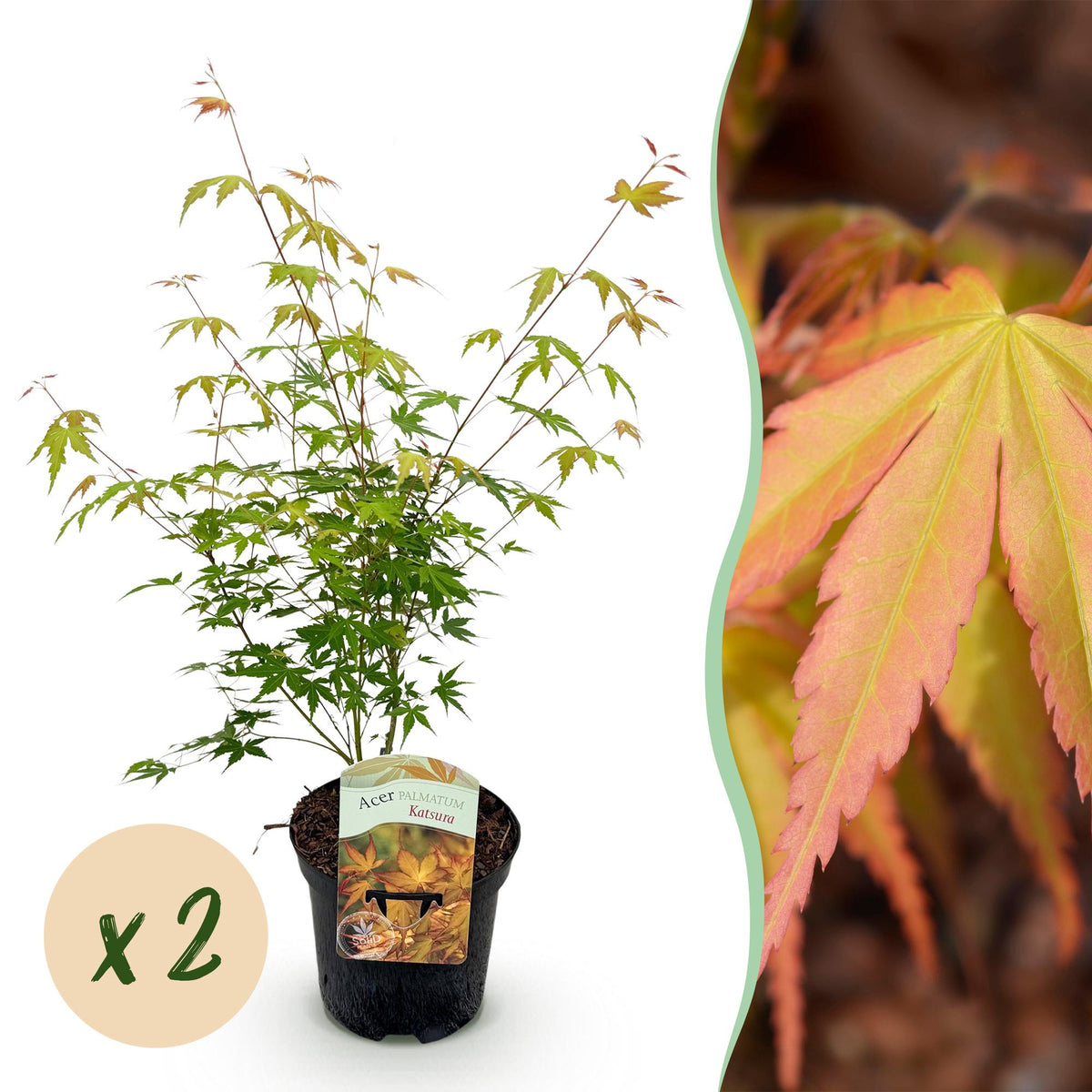 Acer palmatum 'Katsura' (Japanse esdoorn) – oranje – 2 planten, Ø19 cm, 70 cm hoog