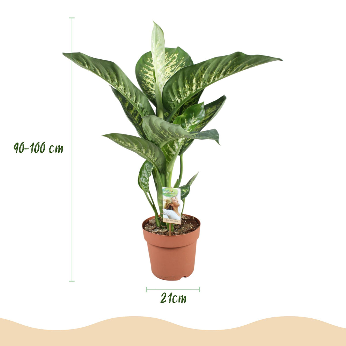 Dieffenbachia in Potter-sierpot wit – Ø21 cm, 90–100 cm hoog