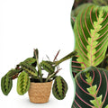 Maranta Fascinator Tricolour (prayer plant) with basket – Ø12 cm, 25 cm high