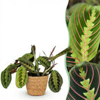 Maranta Fascinator Tricolour (prayer plant) with basket – Ø12 cm, 25 cm high