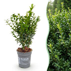 Buxus sempervirens (palmboompje) – 16 planten, Ø9 cm, 20–25 cm hoog
