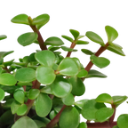 Portulacaria afra (kødbønne) uden urtepotte – Ø11 cm, 25 cm høj