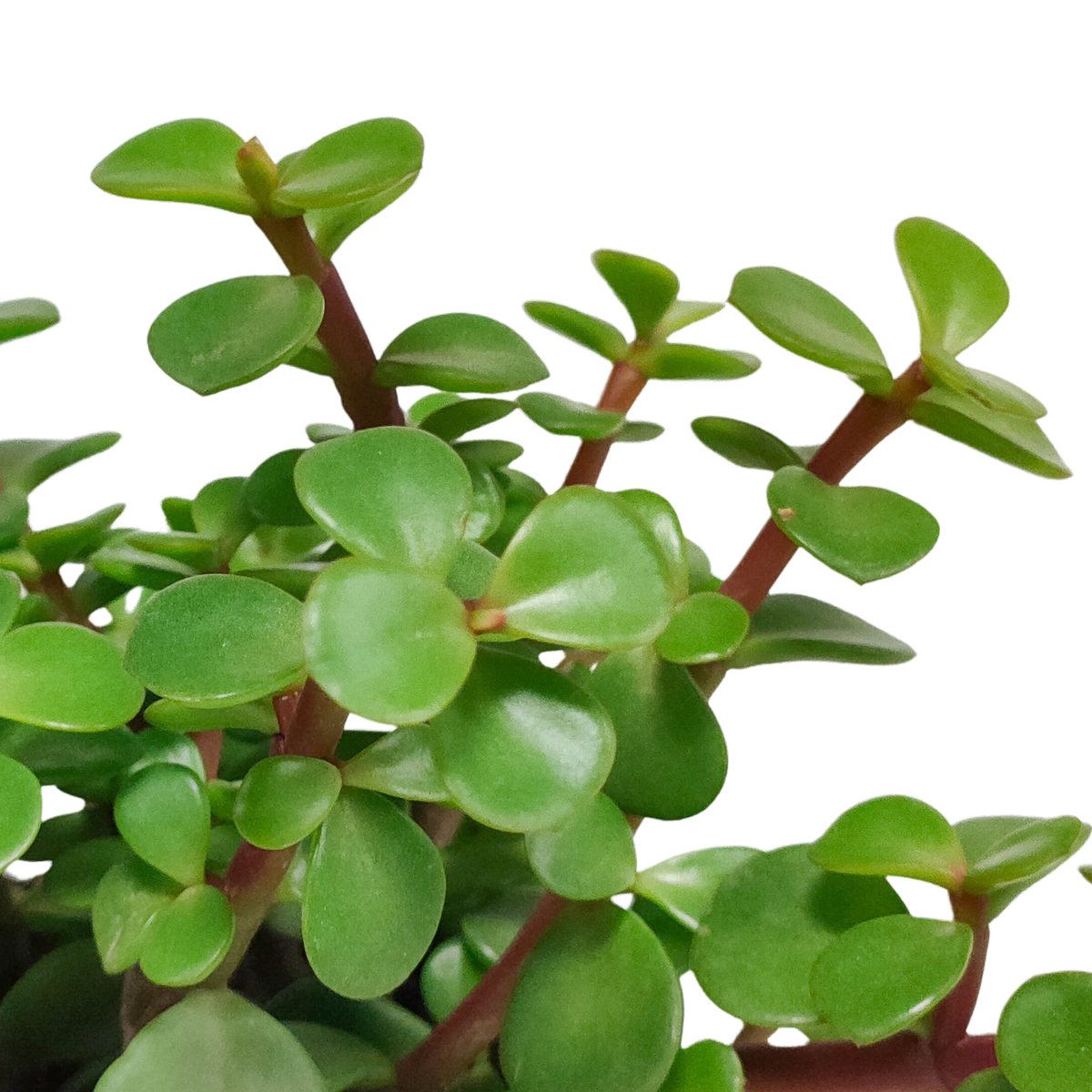Portulacaria afra (kødbønne) uden urtepotte – Ø11 cm, 25 cm høj