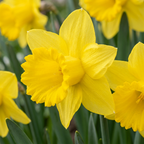 Gele narcis – 140 bloembollen (bolmaat 10/12)
