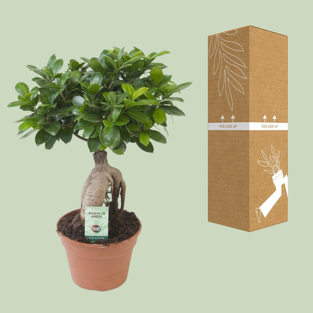 Ficus Ginseng – Ø17 cm, 40 cm høj