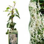 Fallopia aubertii (bruidssluierplant) – wit – 2 planten, Ø9 cm, 35 cm hoog
