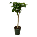 Ficus Umbellata stam – Ø45 cm, 180 cm hoog