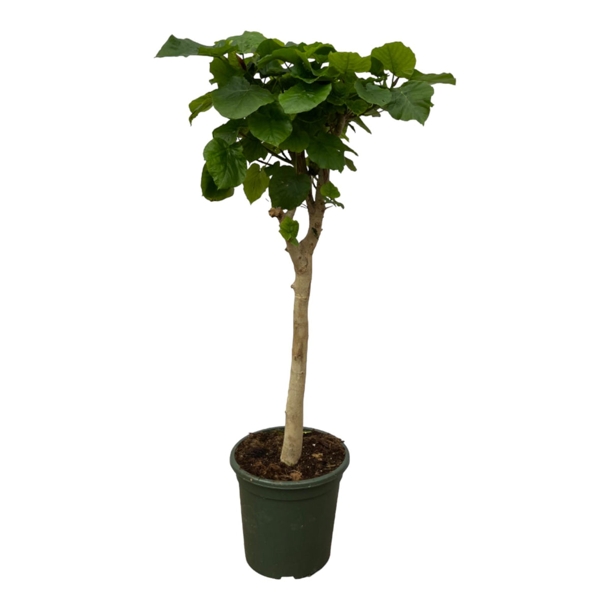 Ficus Umbellata Stamm – Ø45 cm, 180 cm hoch