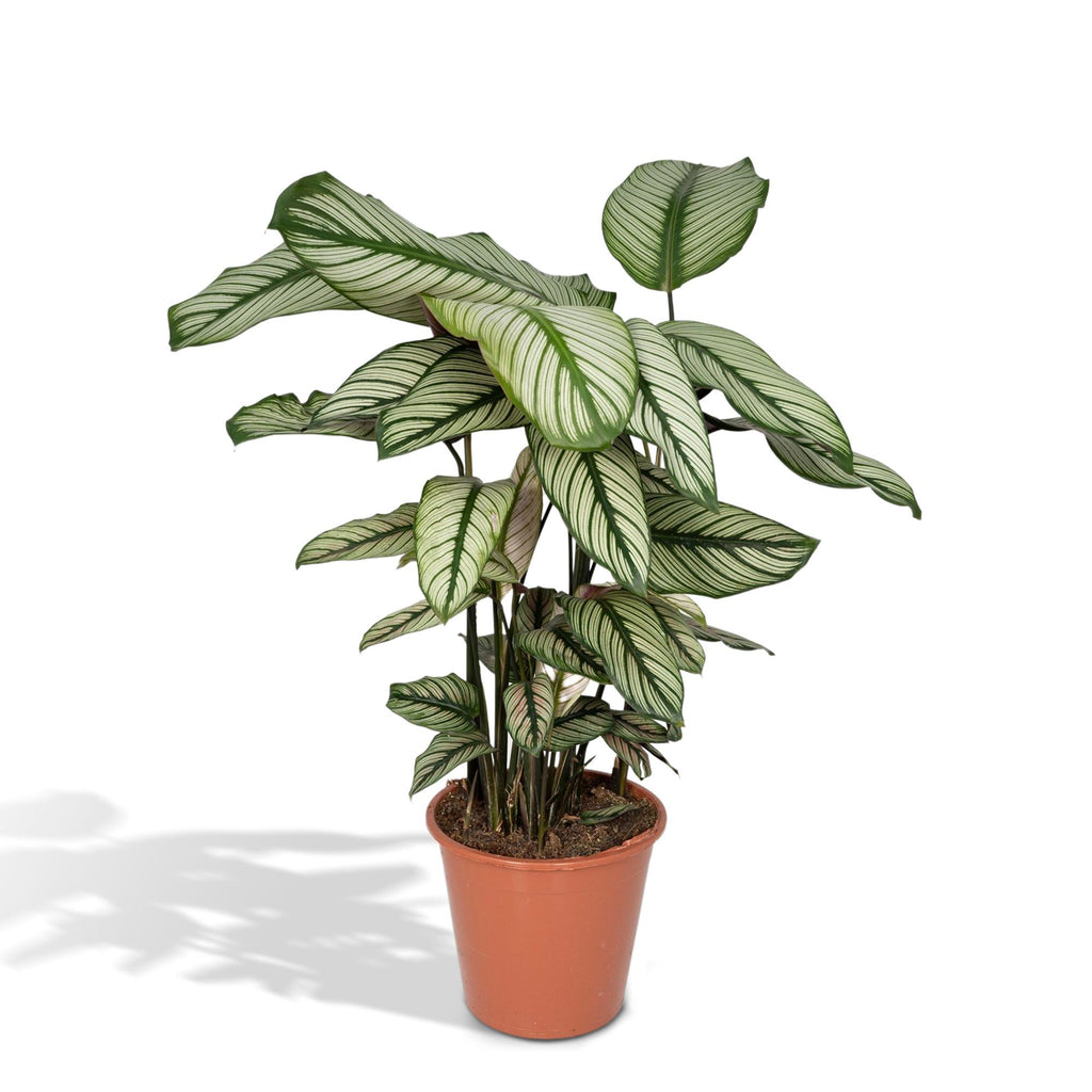 Calathea Whitestar – Ø19 cm, 50 cm hög