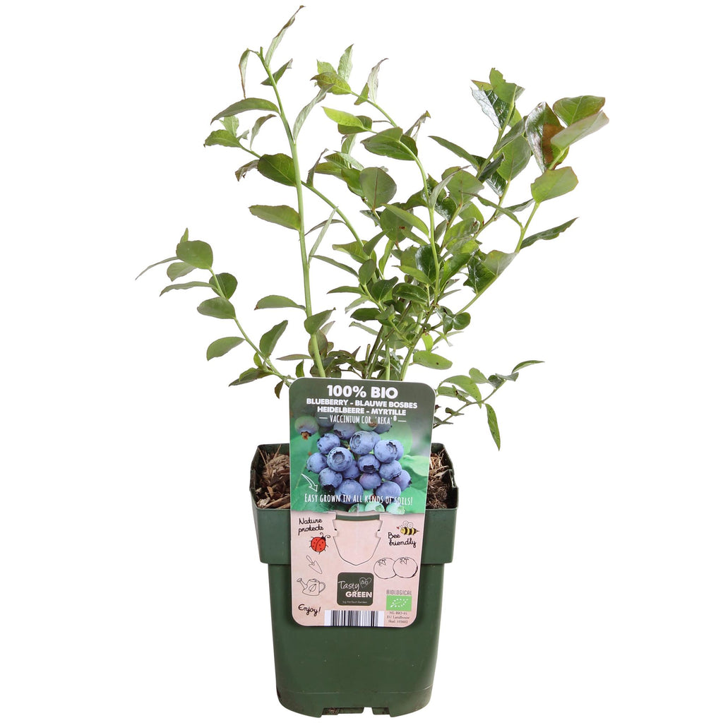 Vaccinium corymbosum 'Reka' (blauwe bes) – Ø13 cm, 30 cm hoog