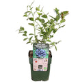 Vaccinium corymbosum 'Reka' (blauwe bes) – Ø13 cm, 30 cm hoog