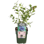Vaccinium corymbosum 'Reka' (blauwe bes) – Ø13 cm, 30 cm hoog