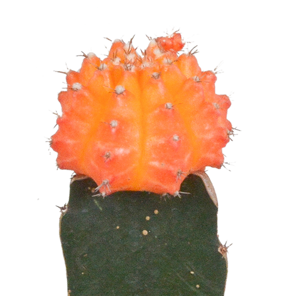 3× Euphorbia meloformis variegata – Ø6 cm, 22 cm høj