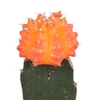 3× Euphorbia meloformis variegata – Ø6 cm, 22 cm høj