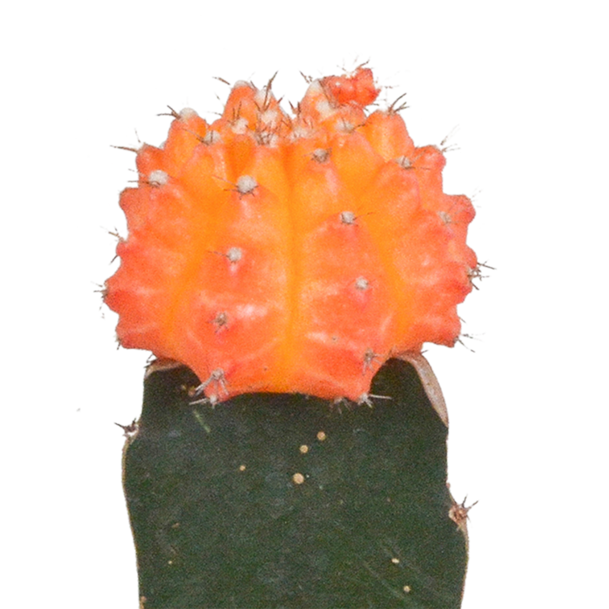 3× Euphorbia meloformis variegata – Ø6 cm, 22 cm høj