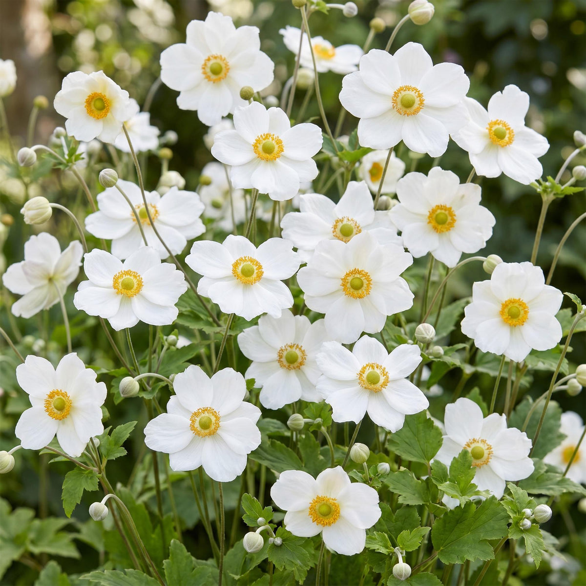 Anemone hybr. 'Hon. Jobert' (Herbstanemone) – weiß – 12 Pflanzen, Ø 11 cm, 15–25 cm hoch