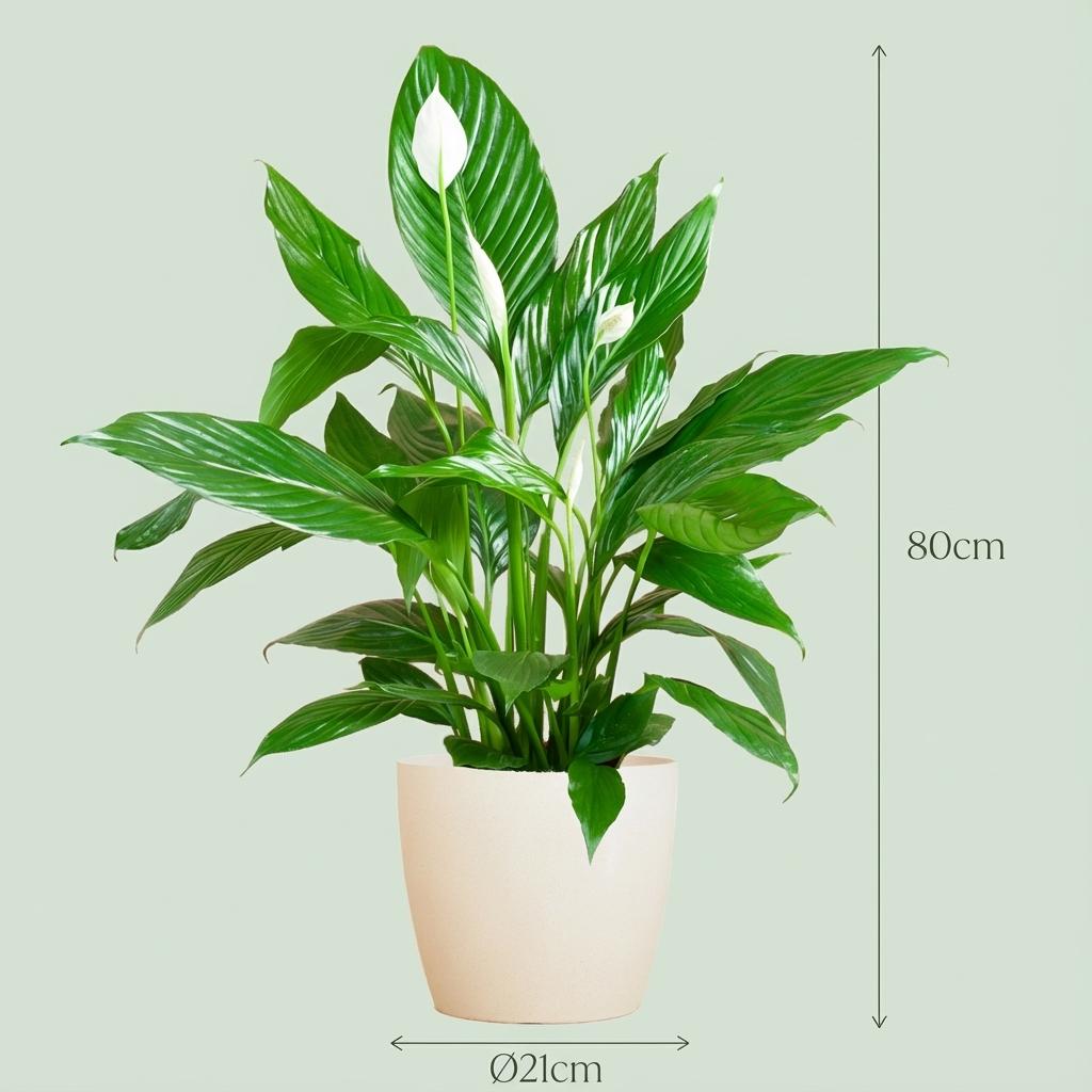 Spathiphyllum (lepelplant) in Potter-sierpot wit – Ø21 cm, 80 cm hoog – foto 4
