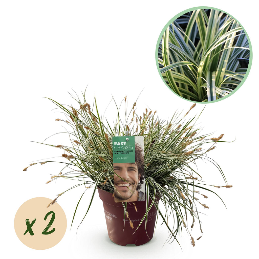 Carex oshimensis 'Everest' (laîchue) – 2 plantes, Ø17 cm, 50 cm de haut