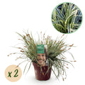Carex oshimensis 'Everest' (laîchue) – 2 plantes, Ø17 cm, 50 cm de haut