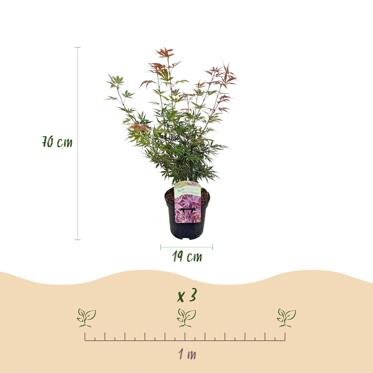 Acer palmatum 'Jerre Swarts' (donker rood) – donkerrood – 2 planten, Ø19 cm, 70 cm hoog