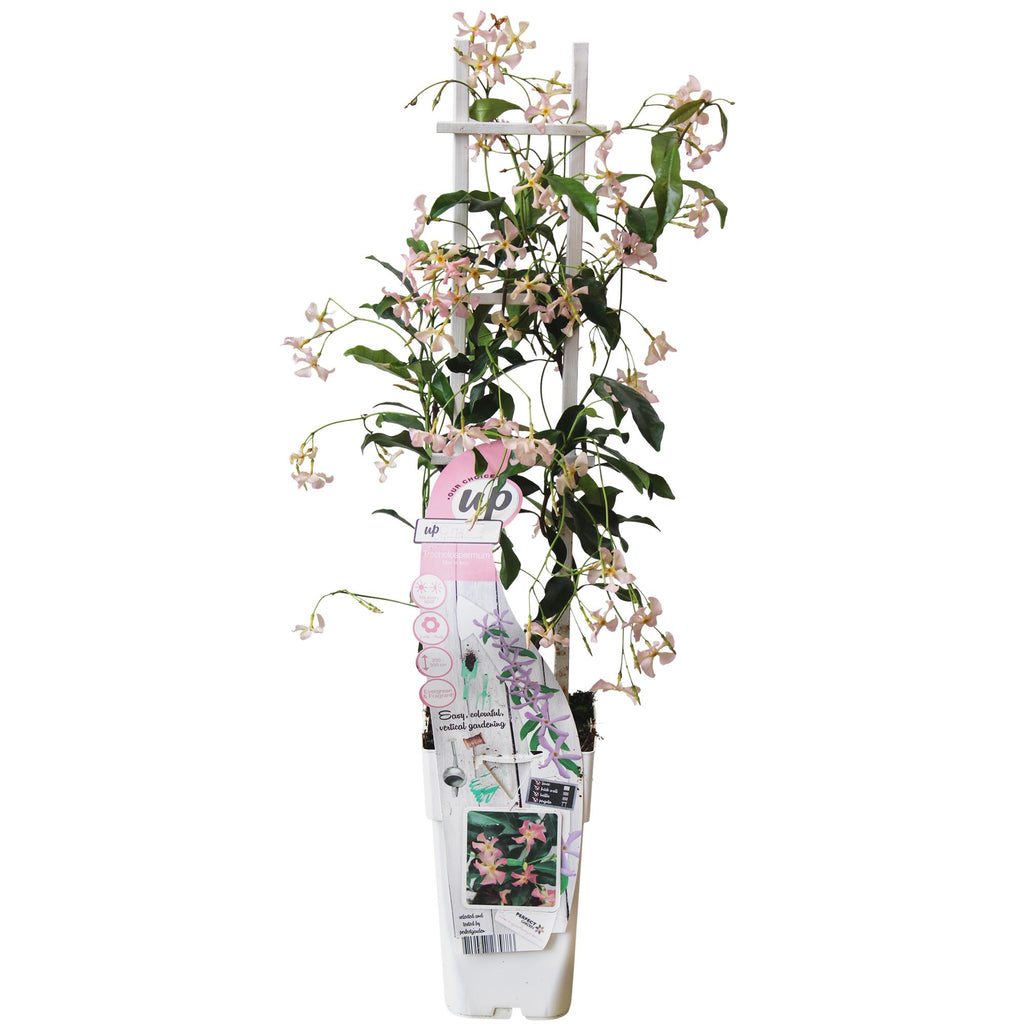 Trachelospermum 'Star Of Ibiza' (Toskanischer Jasmin) – Ø15 cm, 65 cm hoch